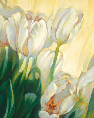 Weiße Tulpen 2