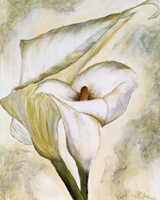 Weiße Calla