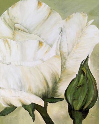 Weiße Rose mit Knospe