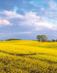Rapsfeld