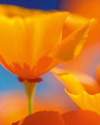 Der Sommer bleibt als Erinnerung